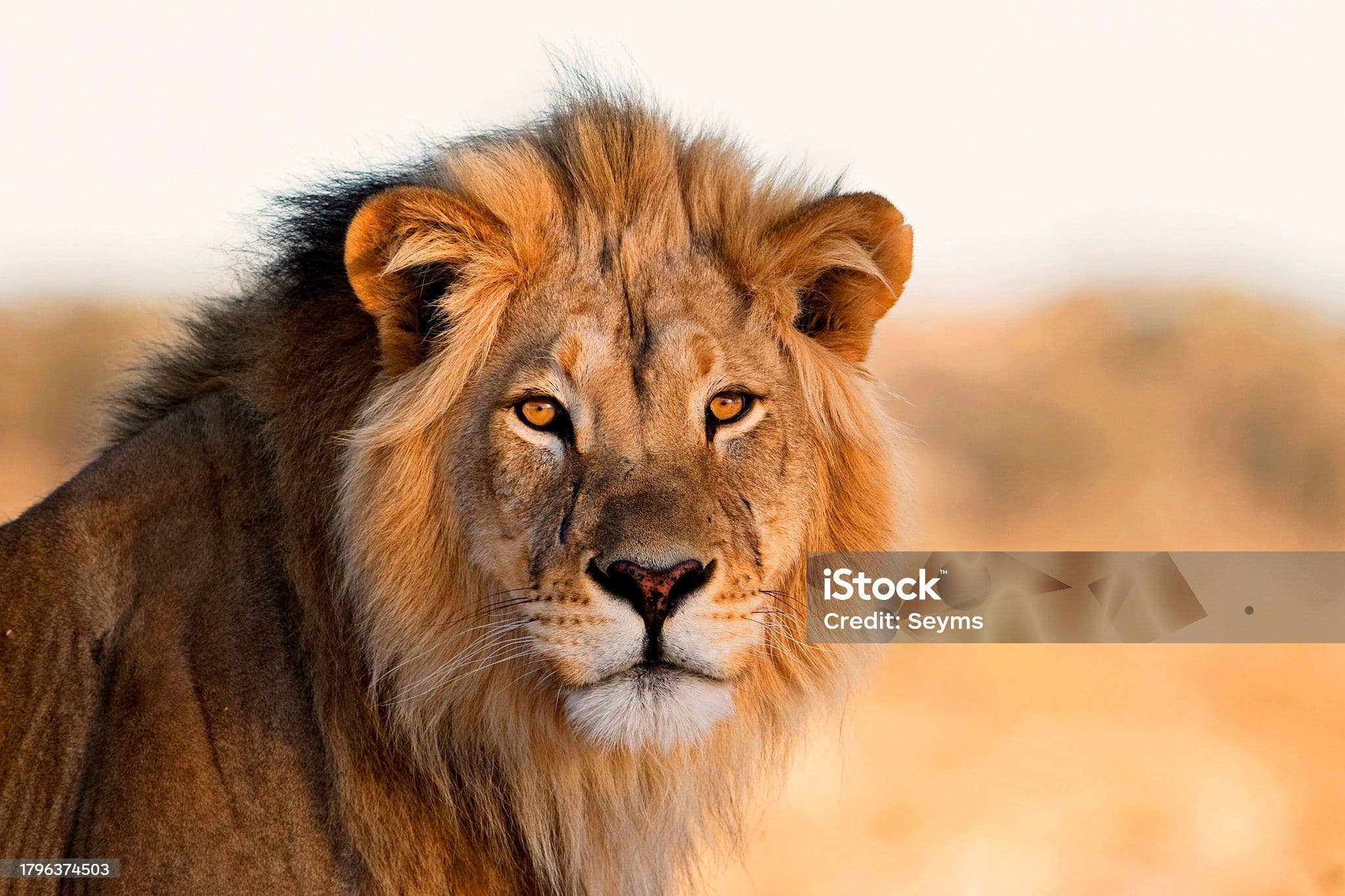 Learn Javascrip the advanced way